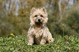 CAIRN TERRIER 509